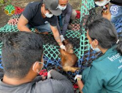 Bayi Orangutan Ditemukan di Kebun Sawit Warga Ketapang
