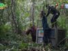 Orangutan Masuk Kebun Warga, Tim Gabungan Evakuasi ke Gunung Palung