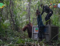 Orangutan Masuk Kebun Warga, Tim Gabungan Evakuasi ke Gunung Palung