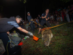 Buaya 4,5 Meter Dievakuasi dari Tambak Warga di Desa Jelu Air