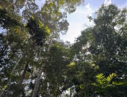 5 Tata Cara Ritual Dayak Tobag Sebelum Membuka Lahan