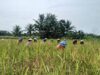 5 Peran Perempuan dalam Menjaga Ketahanan Pangan