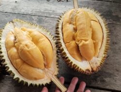 Mengenal Siblih, Warisan Durian Unggul dari Tanah Sanggau