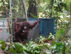 Lima Orangutan Kembali ke Alam Hutan Betung Kerihun