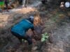 Orangutan Jantan Ditemukan Lemas di Kebun Warga Akibat Terpapar Asap