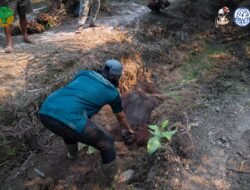 Orangutan Jantan Ditemukan Lemas di Kebun Warga Akibat Terpapar Asap