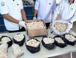1.286 Telur Penyu Terindikasi Diperdagangkan ke Malaysia