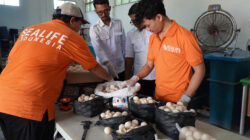 Petugas dari Yayasan Sealife Indonesia
