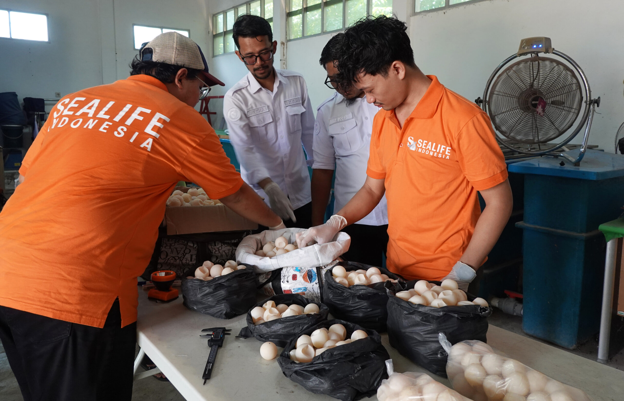 Petugas dari Yayasan Sealife Indonesia
