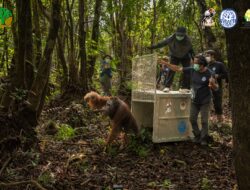 Tim Gabungan Evakuasi Orangutan dari Kebun Warga di Ketapang