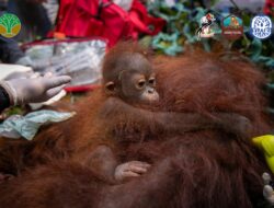 Karhutla Putus Koridor Hutan, Induk dan Dua Anak Orangutan Terjebak di Kebun Warga