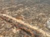 1.500 Hektare Lahan Terbakar, KLH Segel Perusahaan di Ketapang