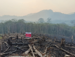 1.358 Hektare Areal Perusahaan Terbakar di Kalbar, Empat PBPH Kena Sanksi