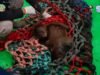 Karhutla Mulai Usir Orangutan Keluar Habitat