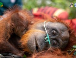 Lagi, Dua Orangutan Dievakuasi di Pelang Imbas Kebakaran Hutan