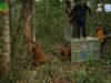Karhutla Dorong Orangutan Keluar Habitat, Tujuh Individu Dievakuasi di Ketapang