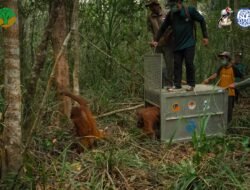 Karhutla Dorong Orangutan Keluar Habitat, Tujuh Individu Dievakuasi di Ketapang