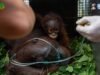 Induk dan Anak Orangutan Diselamatkan dari Karhutla