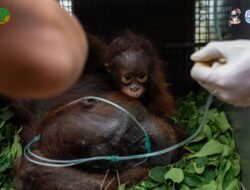 Induk dan Anak Orangutan Diselamatkan dari Karhutla