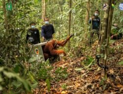 Karhutla Kalbar, 46 Orangutan Diselamatkan, Delapan Dilepasliarkan ke Hutan Lindung