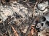 Tengkorak Orangutan Ditemukan di Zona HCV Ketapang