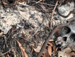 Tengkorak Orangutan Ditemukan di Zona HCV Ketapang
